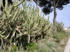 Austrocylindropuntia subulata