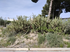 Austrocylindropuntia subulata