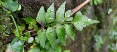 Asplenium falcatum