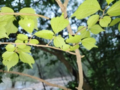 Celtis biondii