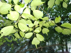 Celtis biondii