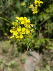 Diplotaxis ibicensis