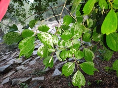 Celtis biondii