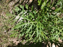 Diplotaxis ibicensis