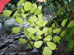 Celtis biondii