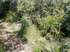 Diplotaxis ibicensis