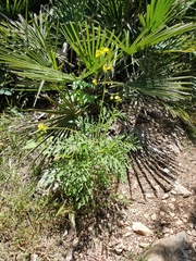 Diplotaxis ibicensis