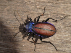 Carabus schoenherri