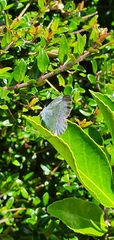 Celastrina argiolus