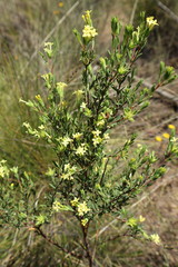 Pimelea microcephala