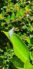 Celastrina argiolus