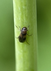 Anaspis maculata