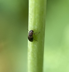 Anaspis maculata