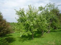 Malus praecox