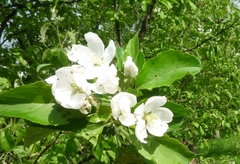 Malus praecox