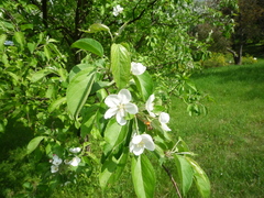 Malus praecox