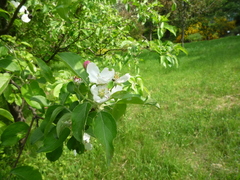 Malus praecox