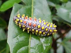 Cyclosia papilionaris