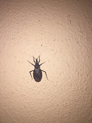 Triatoma gerstaeckeri