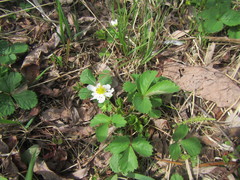 Fragaria orientalis