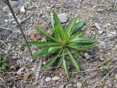 Picris japonica