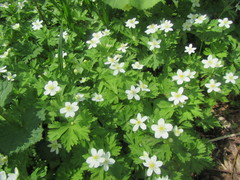 Anemonastrum flaccidum