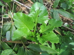 Cardiocrinum cordatum