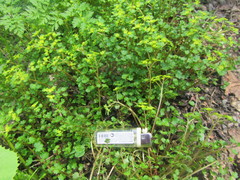 Chrysosplenium alternifolium