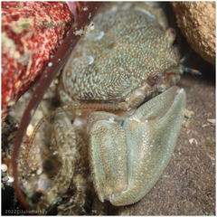 Petrolisthes cabrilloi