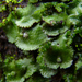 Complex Thalloid Liverworts - Photo (c) Rob Curtis, some rights reserved (CC BY-NC-SA), uploaded by Rob Curtis