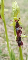 Ophrys insectifera