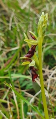 Ophrys insectifera