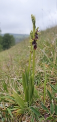 Ophrys insectifera
