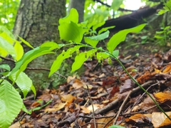 Polygonatum biflorum