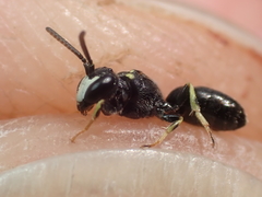 Hylaeus pictipes