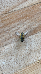 Myathropa florea