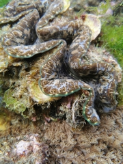 Tridacna elongatissima
