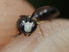 Hylaeus pictipes