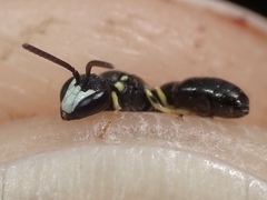 Hylaeus pictipes