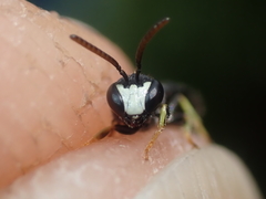 Hylaeus pictipes
