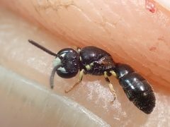 Hylaeus pictipes