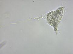 Vorticella campanula