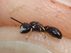 Hylaeus pictipes