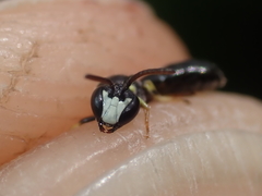 Hylaeus pictipes