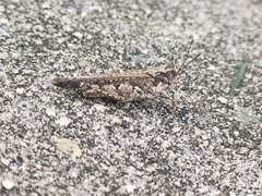 Pycnostictus seriatus