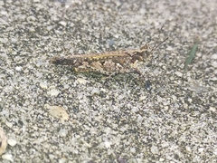 Pycnostictus seriatus