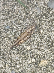 Pycnostictus seriatus