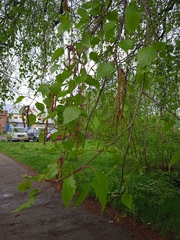 Betula pendula