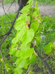Tilia cordata