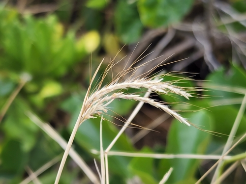 Bothriochloa pertusa iNat (2)